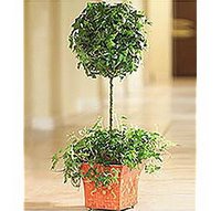 Crafty: Indoor ivy topiary