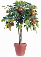 To Do: Buy new citrus tree