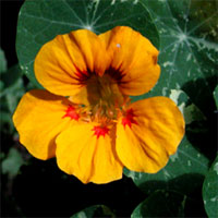 Flower of the week: Nasturtium