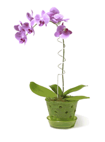 Things I love: orchid pots