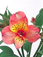 Flower of the week: Alstroemeria