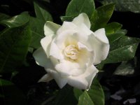 Flower of the week: Gardenia