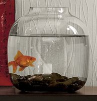 Decoration Idea: Goldfish