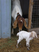 Weekend Round-Up: Goat Husbandry