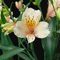 Things I Love Today: Alstroemeria