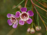 Things I Love Today: Waxflower