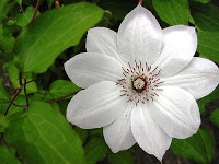 Inspired: Clematis