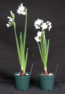 Things I Love Today: Paper Whites