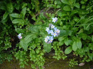 Things I Love Today: Forget-me-nots