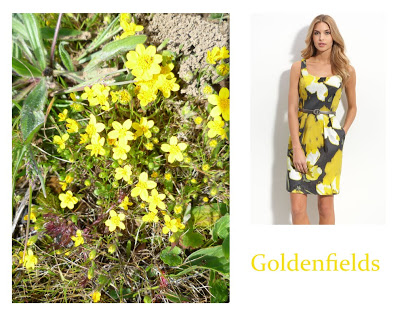 Flower Week: Goldenfields
