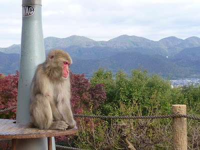 Travel: Arashiyama