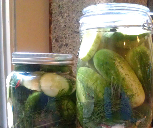 Recipe: Refrigerator Dill Pickles