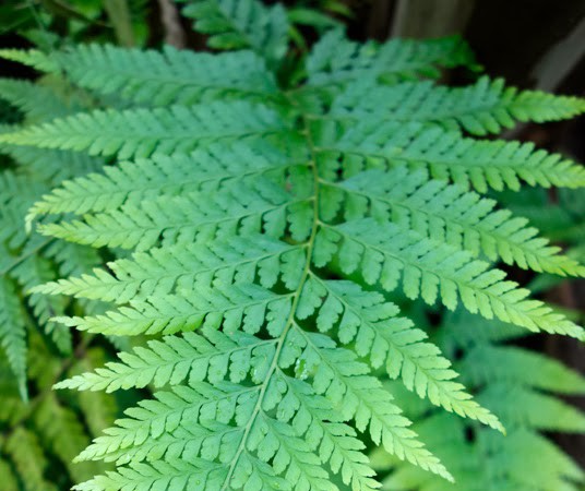 Hawaii: Hike Ioa Valley State Park