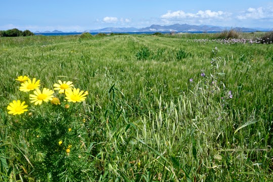 Flamingos, Goats and Figs: Biking the North Coast of Kos, Greece