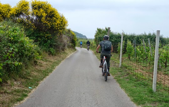 Bike Riding Through Croatian Wine Country Between Korcula Town to Lumbarda