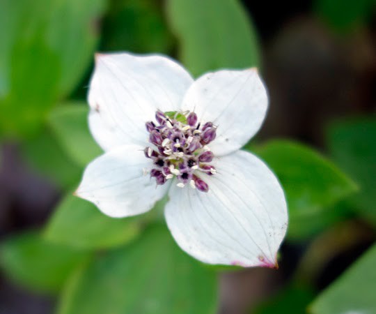 Wildflower Walk outside of Willow, Alaska