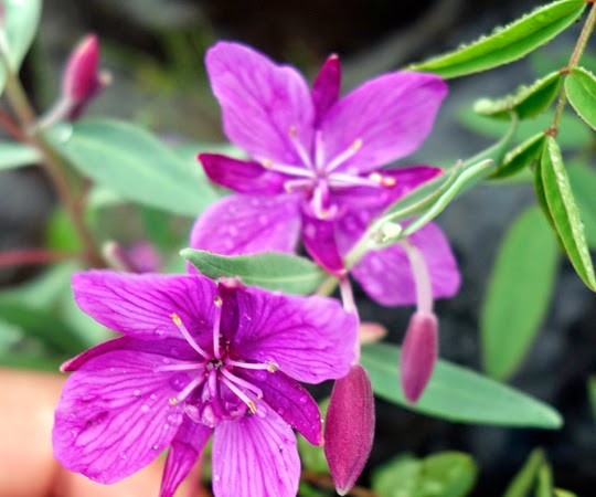 Wildflowers of Denali National Park