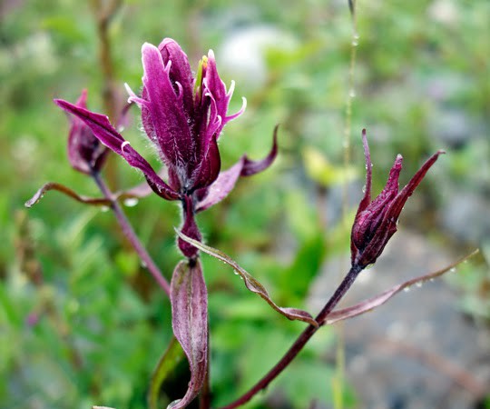 A Mystery Flower in Denali, Alaska