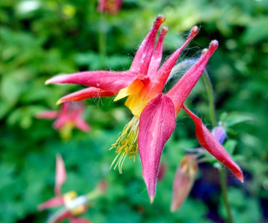 Wildflowers of Exit Glacier National Park, Alaska