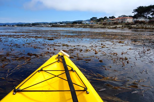 Kayaking through Pacific Grove’s Kelp Forest