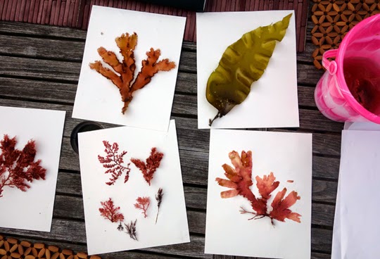 Beach House Activity: Seaweed Pressing