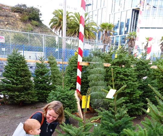 How to Get a Christmas Tree in San Francisco