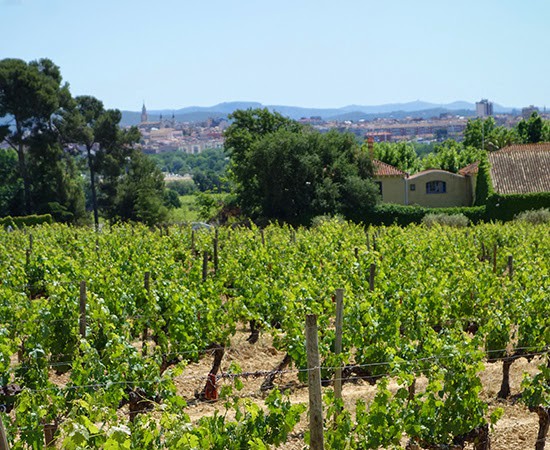 Eating, Biking and Wine Tasting in Penedès, Spain