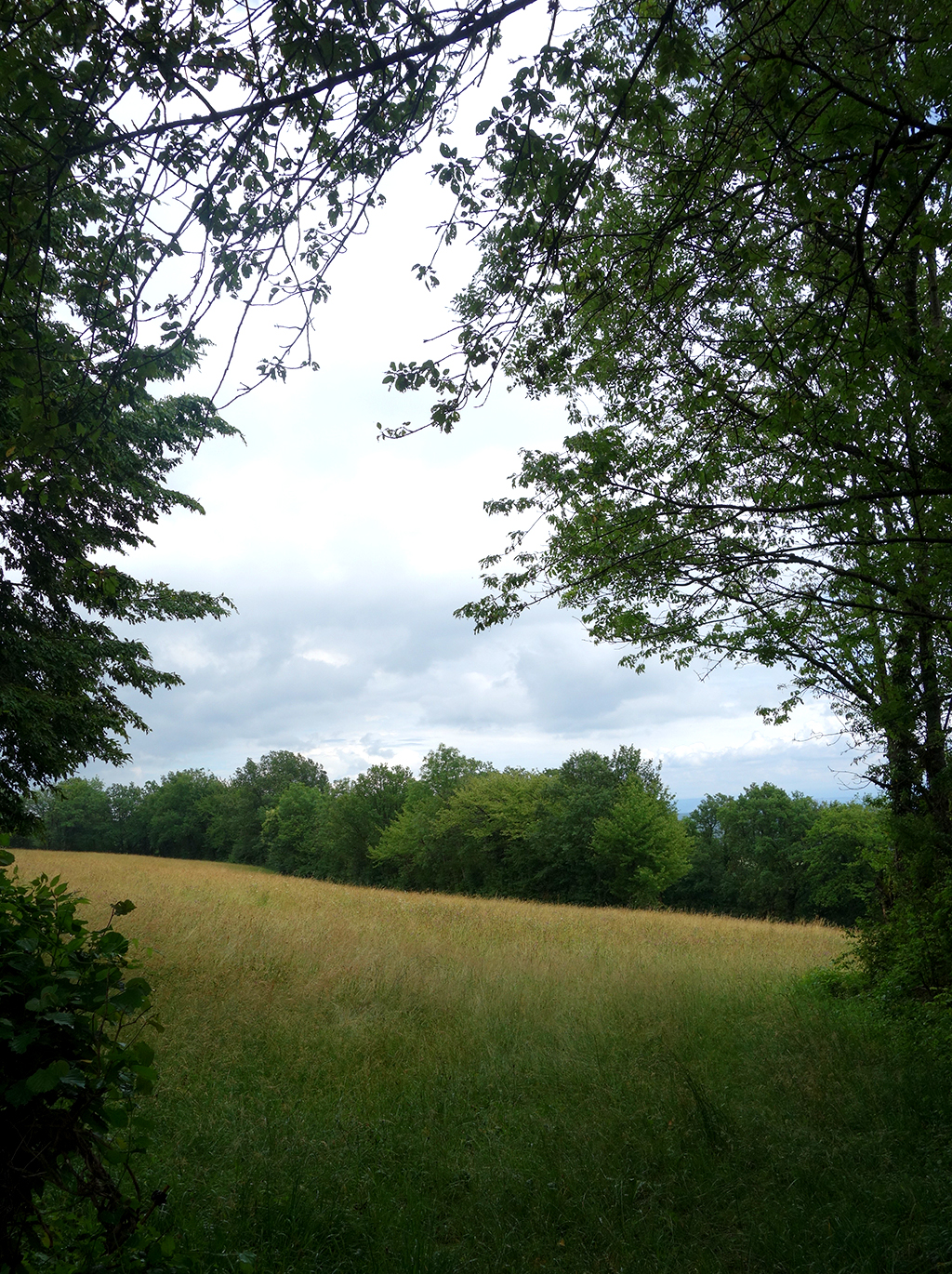 A field near where I was attacked by dogs in France