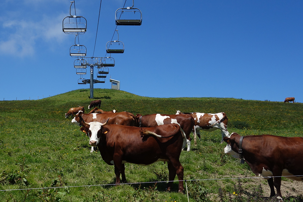 French cows in Semnoz