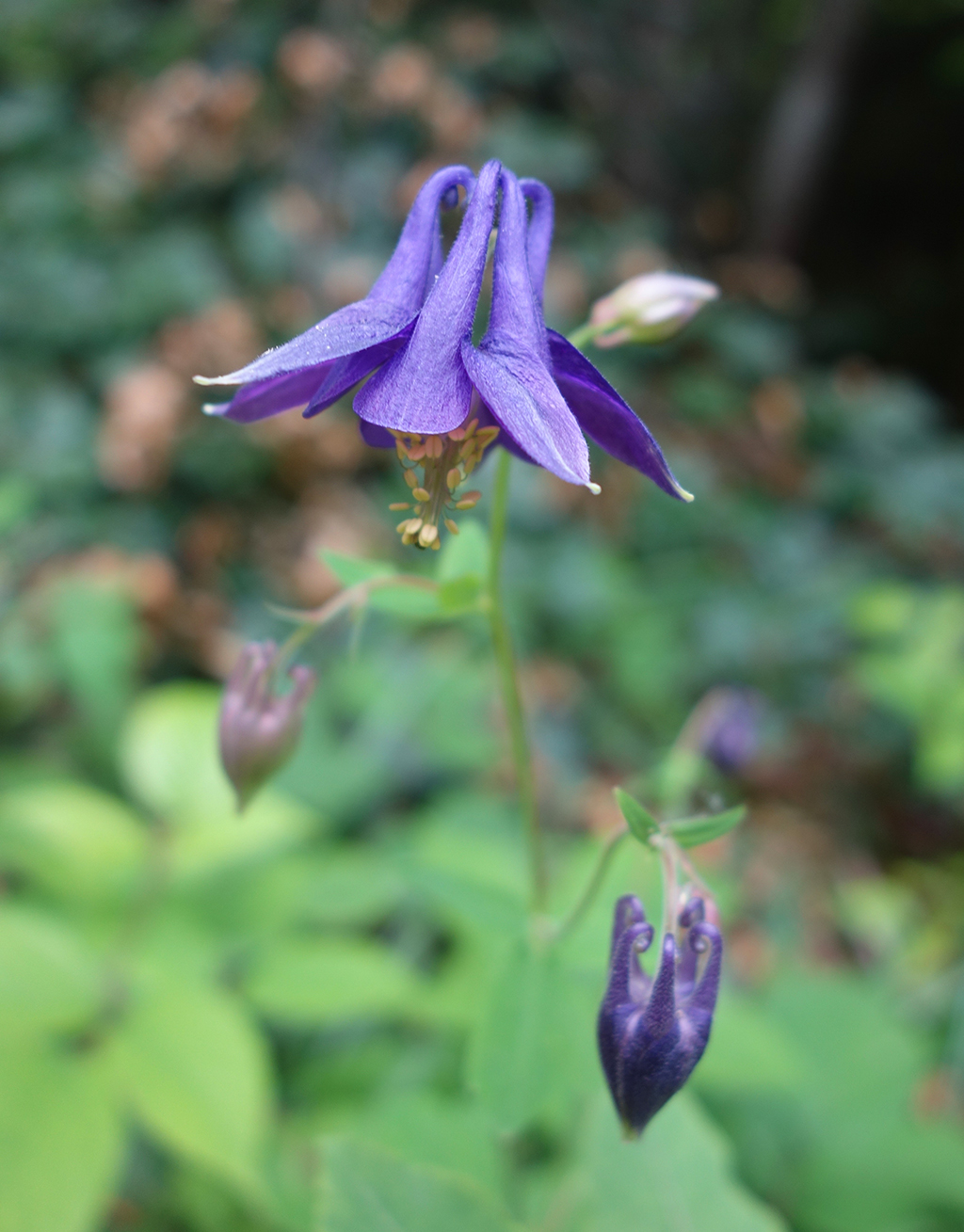 Annecy Wild Purple Fuscia