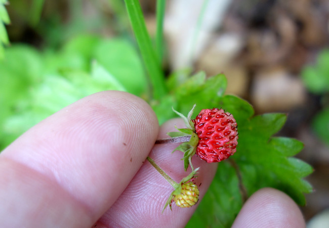 Hiking the Foret Communale D’Annecy – Wildflowers and Meadows