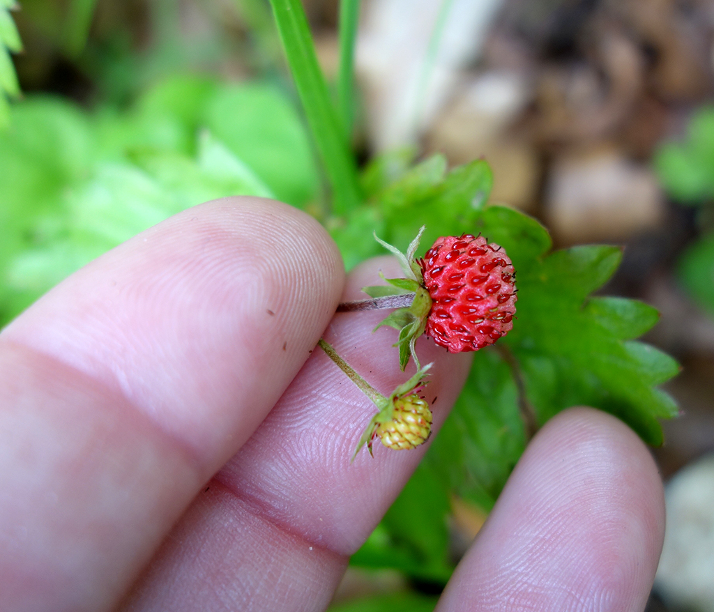 Annecy wild strawberries