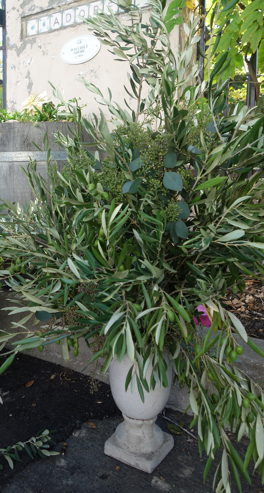 Urn olive and eucalyptus arrangement