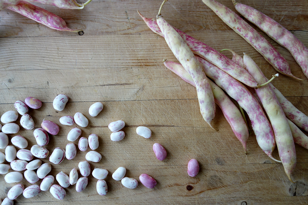 Cooking with Cranberry Beans
