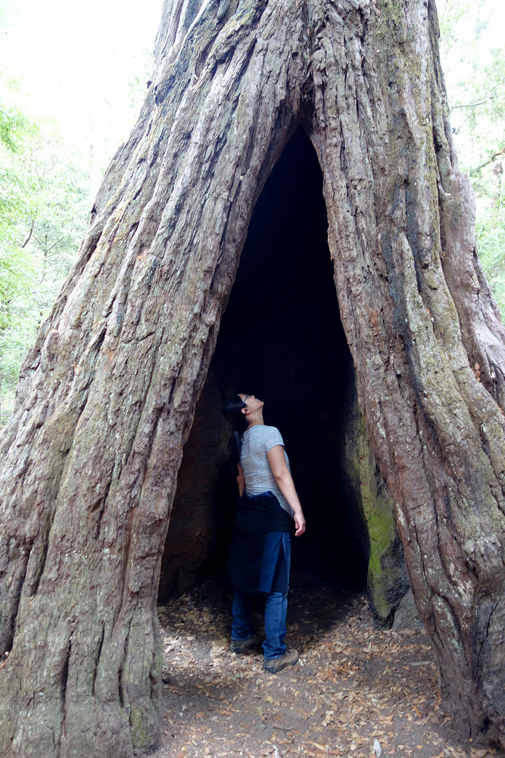 Jackie In Redwood Tree