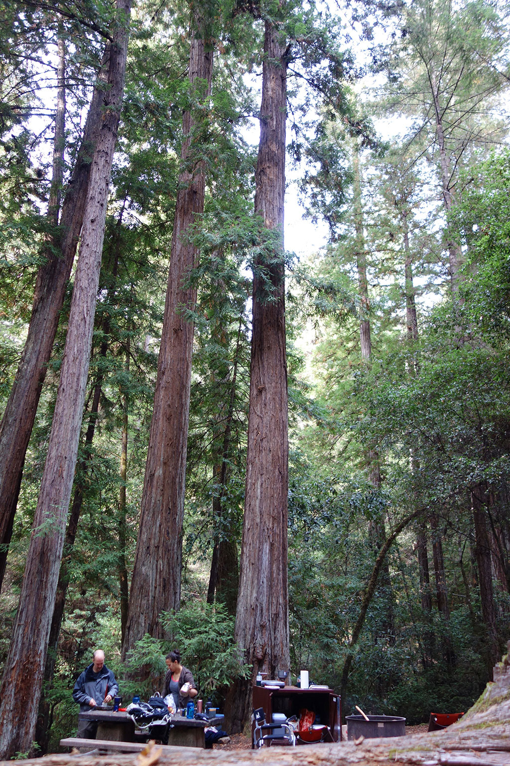 Portola Redwood State Park