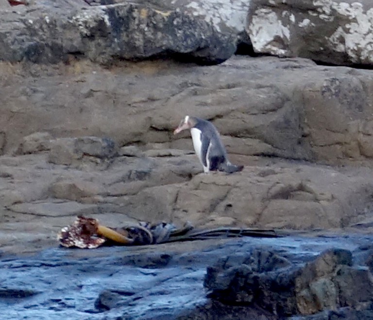 Penguin Spotting In Curio Bay Catlins New Zealand Emilystyle 3312