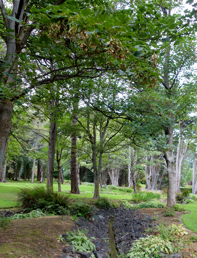 Trees in Queens Park NZ