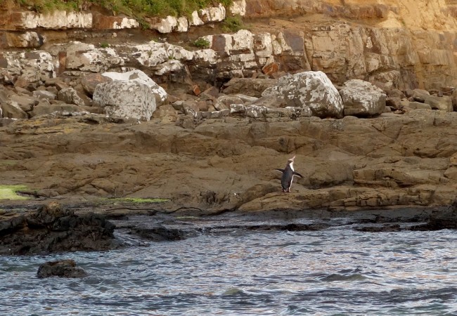 Penguin Spotting in Curio Bay, Catlins, New Zealand