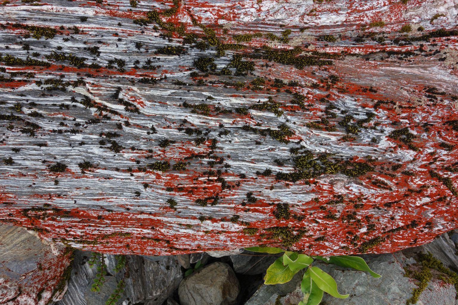 Red lichen in New Zealand