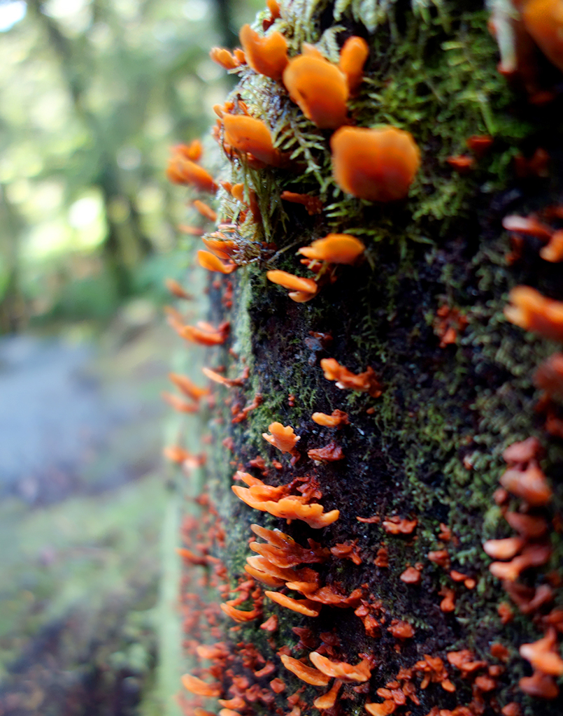 New Zealand mossy log